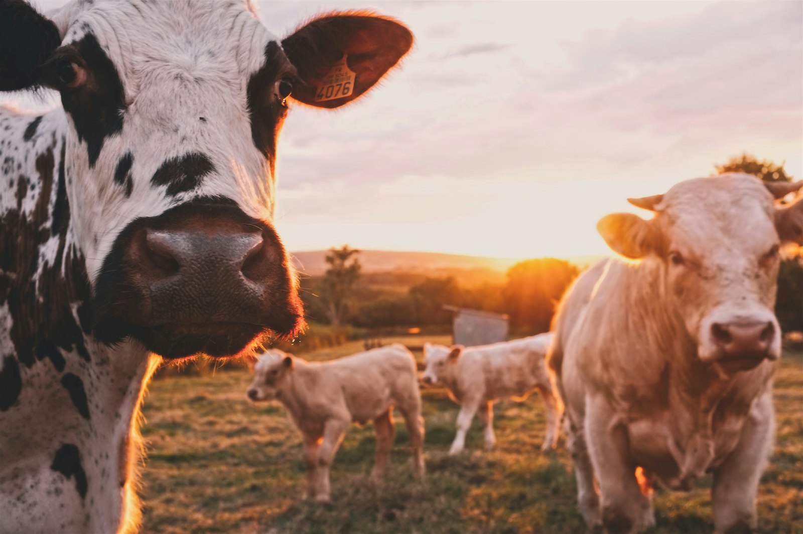 Cattle at golden hour