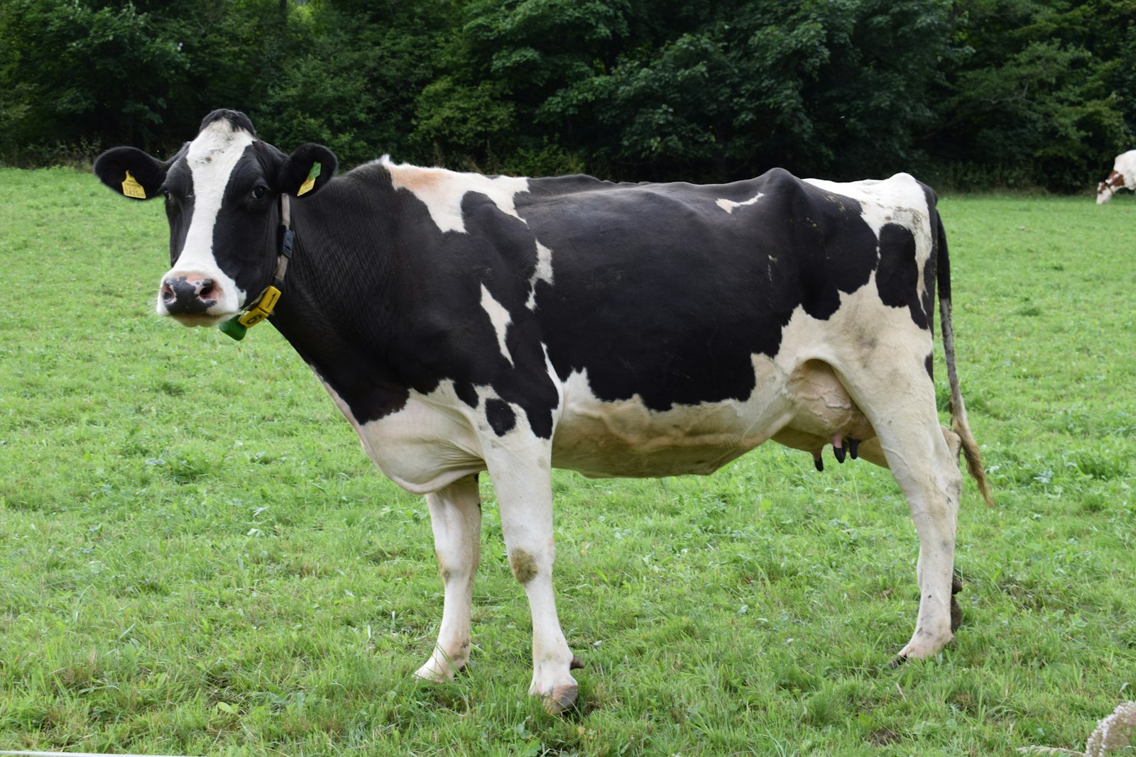 A Holstein cow on the family pasture