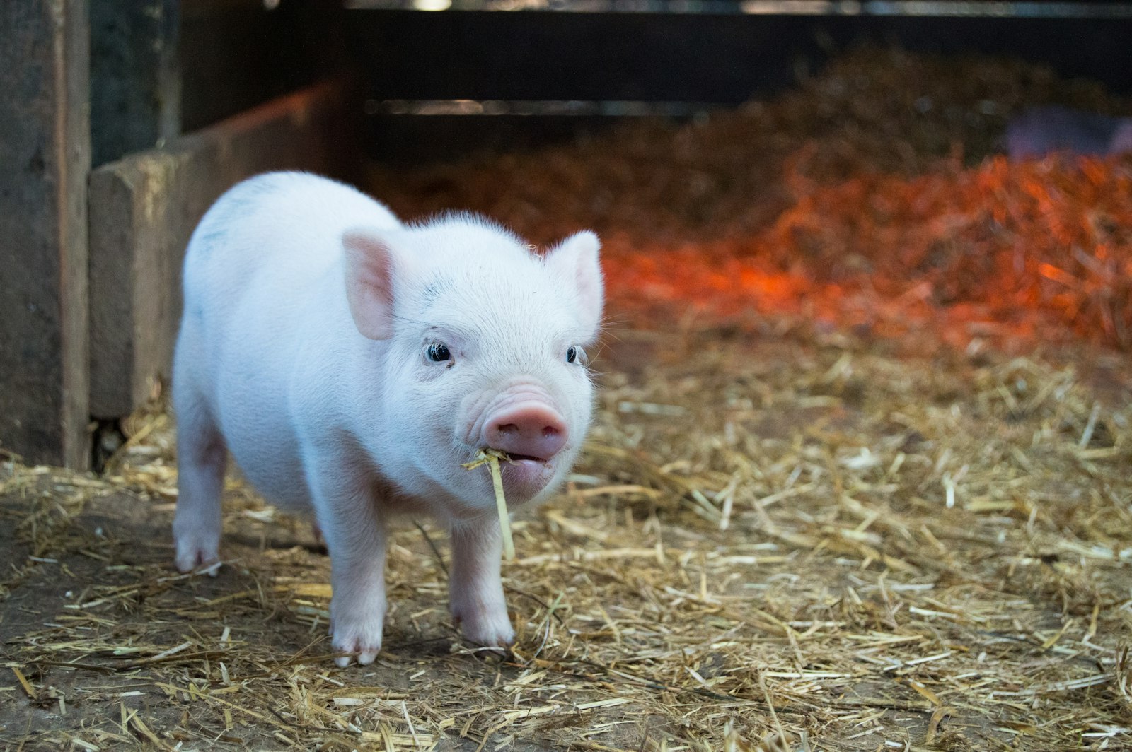 A piglet in the straw at a partner farm